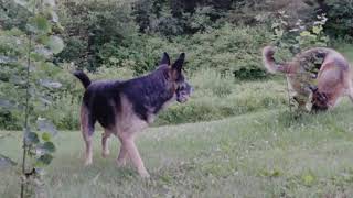 20200714 slowmo playing fetch