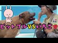 【時代遅れ】お蔵入りを逃れたピットブル兄弟vs いちご