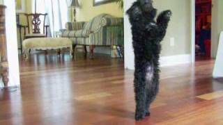 Dancing Miss Daisy Black Toy Poodle Puppy Dog  SO CUTE!!