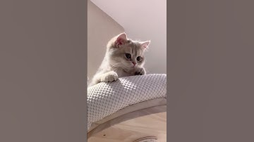 Tổng Hợp Những Pha Hài Hước và Đáng Yêu của Thú Cưng P1 #pets  #shorts