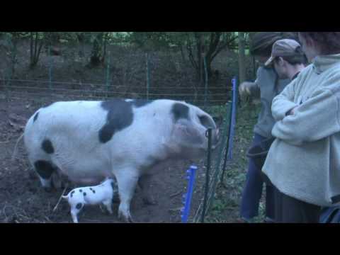 Biodynamic Farm and Garden Open Day at the Camphill Community, Thornbury