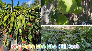 THAM QUAN VƯỜN CÂY ĂN TRÁI NHIỆT ĐỚI NHÀ CHỊ HẠNH VÙNG DELAHEY