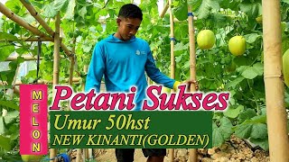 ❤PERTANIAN MELON MODERN'JENIS GOLDEN NEW KINANTI'PERNAH MERAUP UNTUNG PULUHAN JUTA