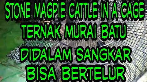 Stone magpie cattle in a cage can lay eggs || ternak burung murai batu didalam sangkar bisa bertelur