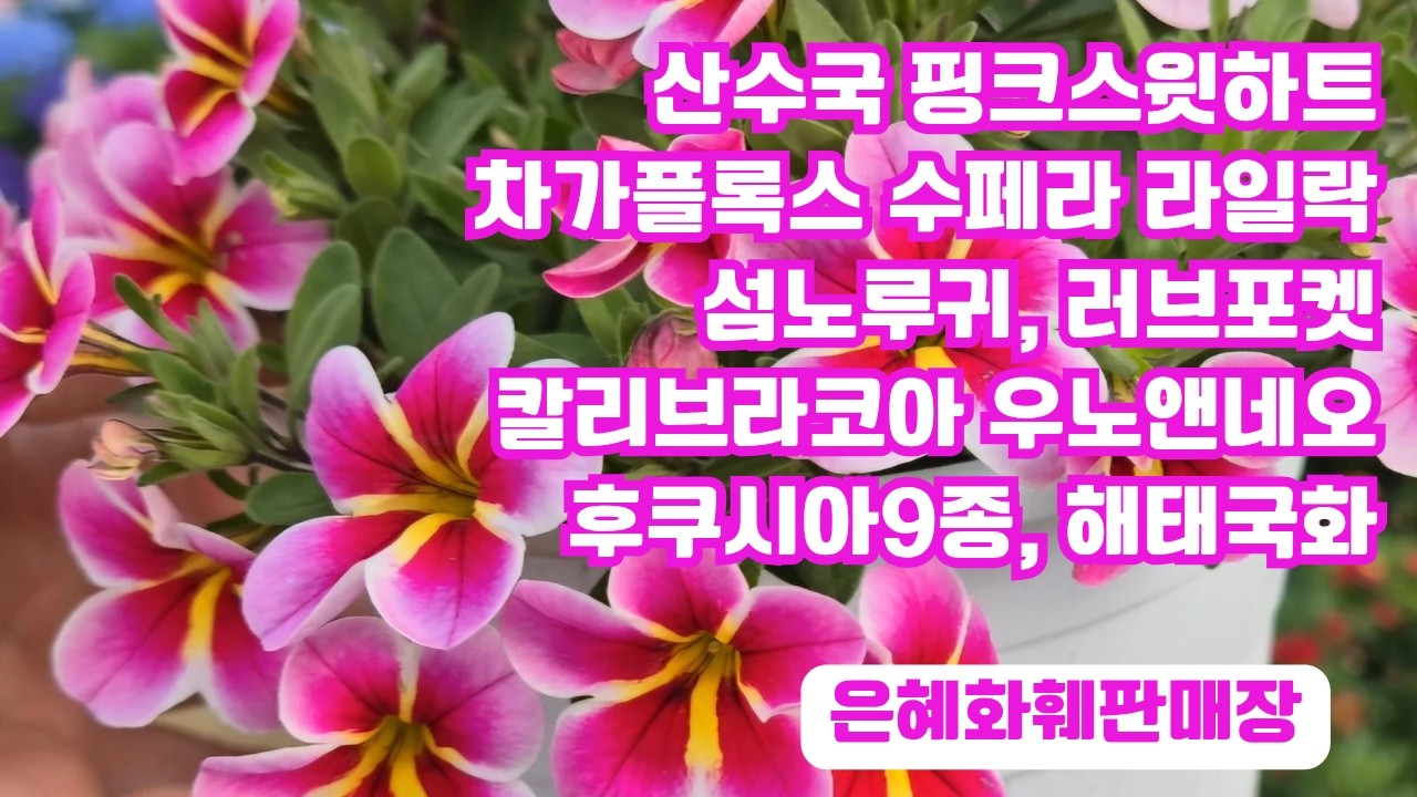 은혜화훼판매장🌳전화주문☎010 2651 4421#봄꽃,야생화 대량입고!!산수국 핑크스윗하트#차가플록스 수페라라일락#애기별꽃#칼리브라코아#러브포켓#거베라#아라비스#섬노루귀#향설초🌳