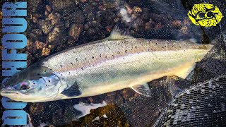 27lb of salmon caught on the fly in two casts | Dochfour | salmon fishing Scotland 2023