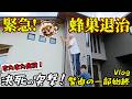 緊急駆除！今までで一番大きい蜂の巣が！？シャークでクッキング・新衣装できた！・などなど☆2026年7月②のHIMAWARI家🌻Vlog himawari-CH