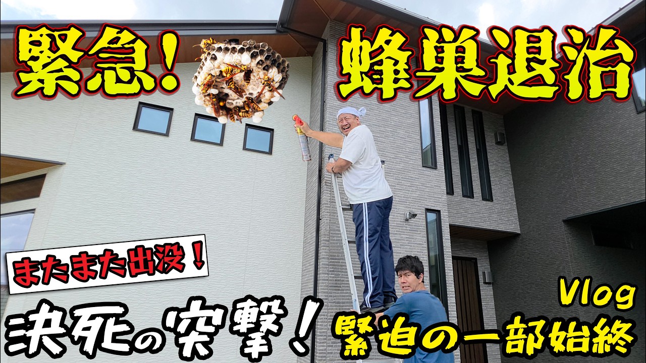 himawariさん専用 Emergency Extermination! Is this the biggest beehive ever