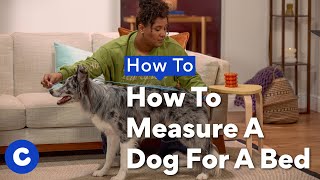 How To Measure Your Dog For A Bed | Chewtorials