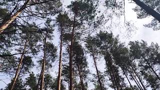 Ветер раскачивает высокие сосны.  Релакс. pine forest relax