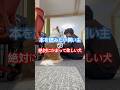本を読みたい飼い主vs絶対にかまって欲しい犬 #ボーダーコリー