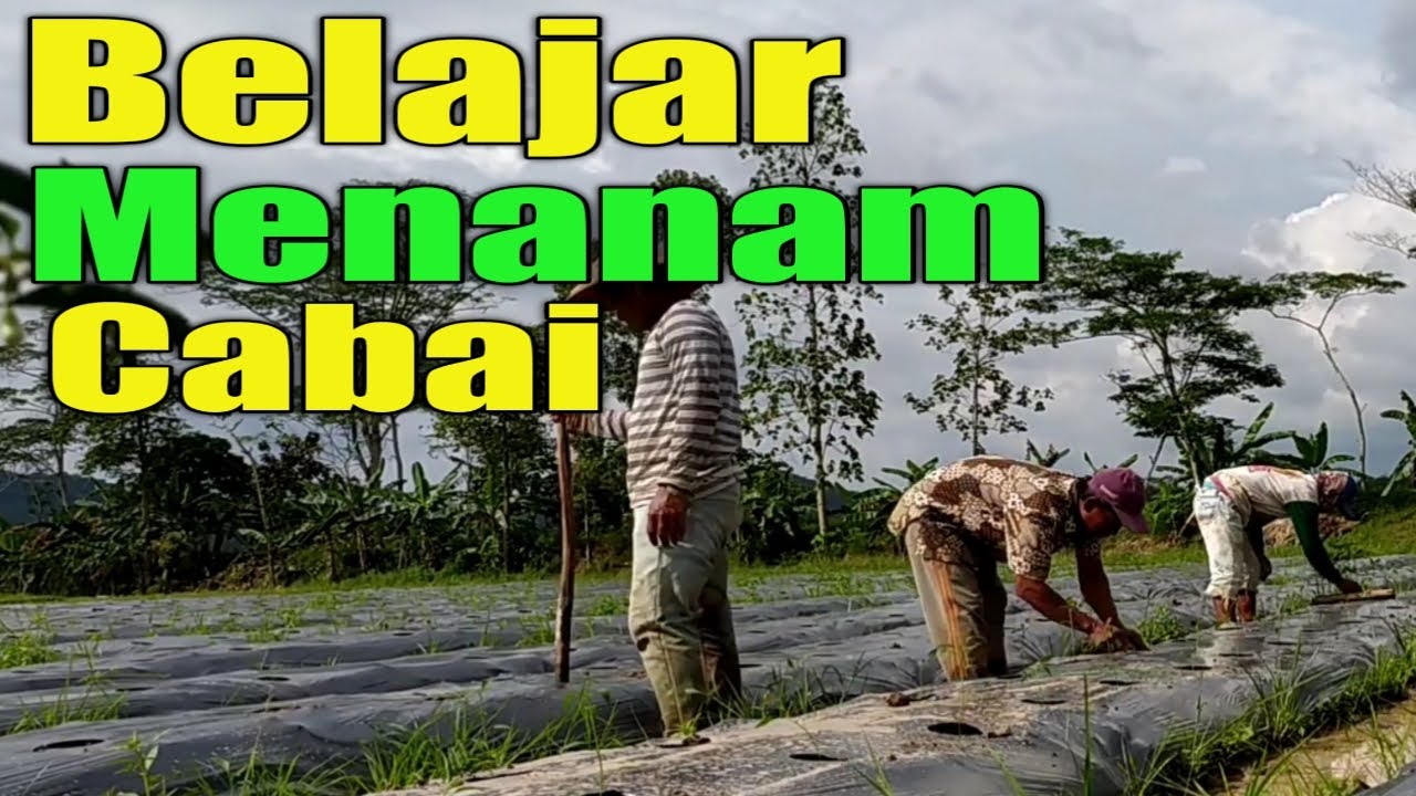 Cara menanam cabe di lahan sawah - YouTube