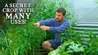 The Secret Crop in YOUR Garden (&amp; How to Use It)
