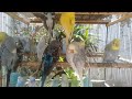 Why These Rainbow Budgies Are Winning Hearts Around the World