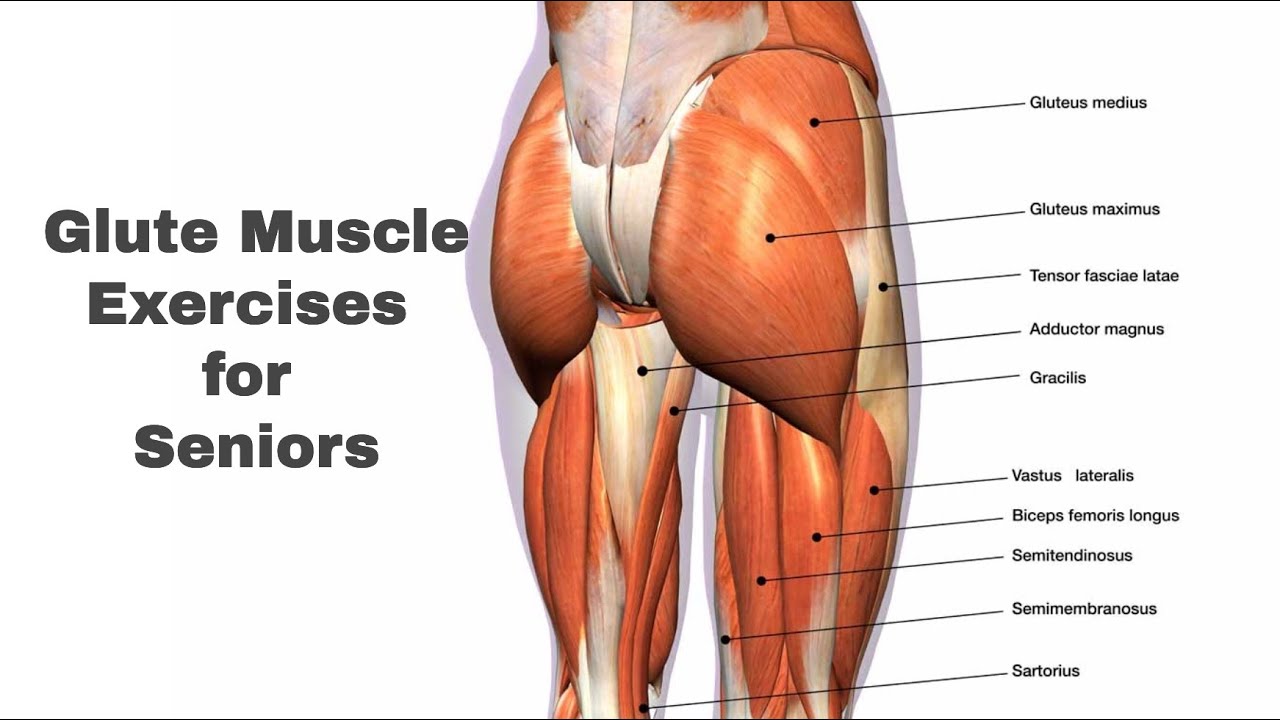 Glute Muscle Exercises For Seniors YouTube glute-muscle-exercises-for-seniors-youtube