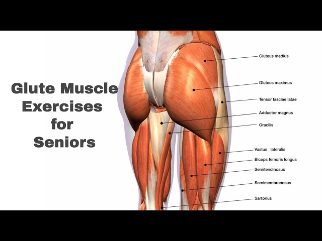 Glute Muscle Exercises for Seniors 