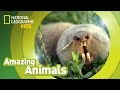 Big-Headed Mole Rat Facts