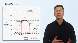 The Cardiac Cycle and PV Loops