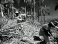 Soy Cuba 1964 Poetry Of Work Soy Cuba 1964 Poetry Of Work