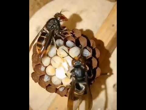 بناء الدبور مستعمره سبحان الله السعودية اشتركوا في القناة فضل ا