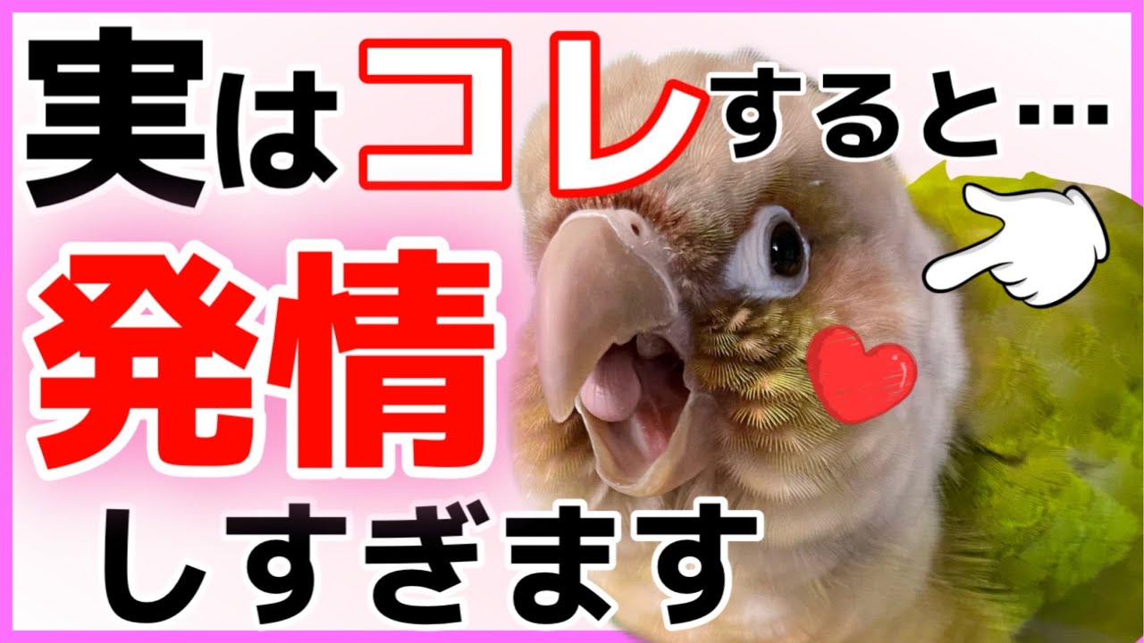 インコが発情しすぎるダメな行動10選！解決策も解説！