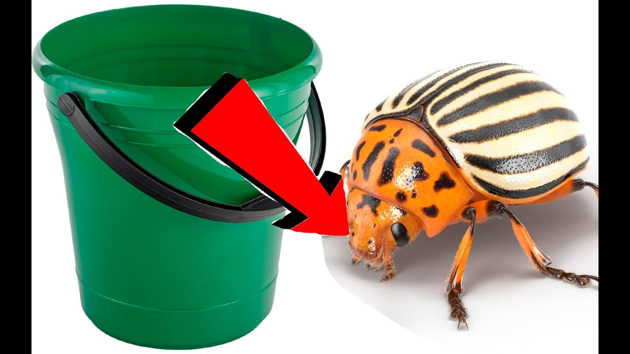 Как избавиться от колорадского жука на картошке навсегда за 10 минут!