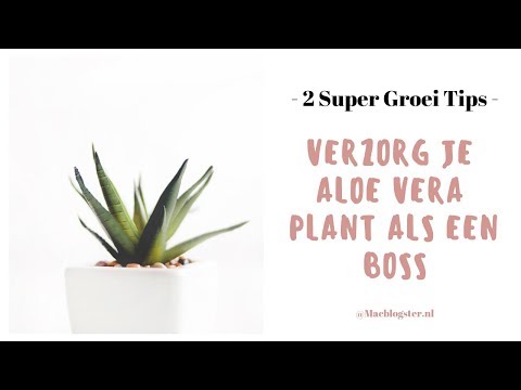 Video: Aloe: Versorging, Voortplanting En Gebruik