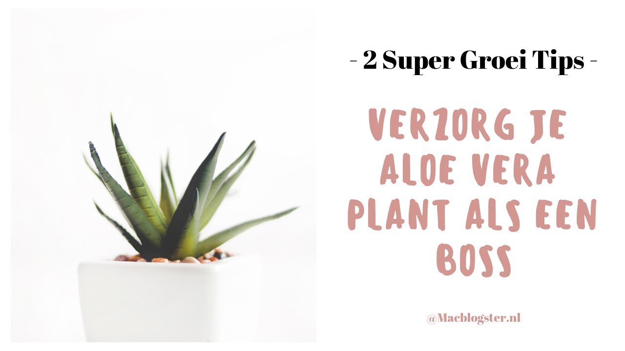 Door Deze 2 Tips Groeit Jouw Aloe Vera Plant Als Kool Mac Blogster