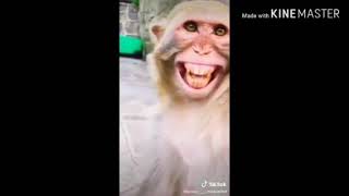 Mera yr hass rha h barish ki jaye #monkey #shortvideo #funnymonkey #short