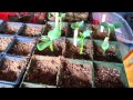 Transplanting seedlings  wisconsin garden blog 496