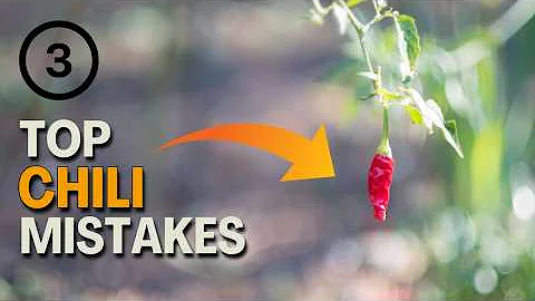 How to care for Chilli Plants in Pots & What to Avoid!