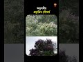#ManasNationalPark | এবাৰ আহি চাই যাবা... #shortsvideo #shorts