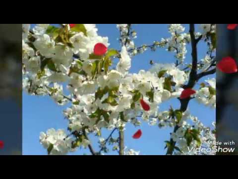 Primul Video Cu Poze Frumoase Flori De Primavara Youtube