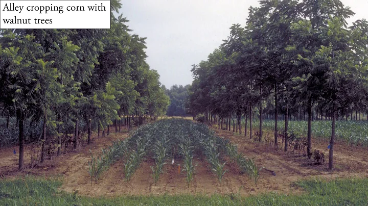 Agroforestry - Tree-based Intercropping