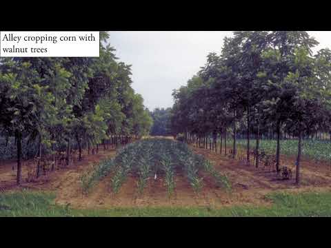 Agroforestry - Tree-based Intercropping