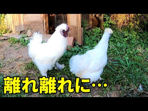パニック】メスの姿が消え、オス鶏がまさかの大混乱に… 293話目 - YouTube
