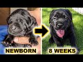 Black Labrador Puppies | Newborn to 8 Weeks Old Compilation