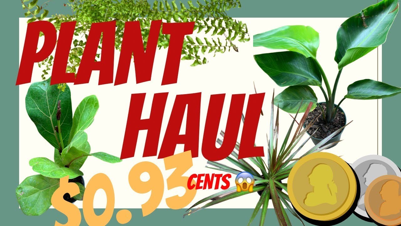PLANT HAUL // AFFORDABLE HOUSE PLANTS CHEAP YouTube