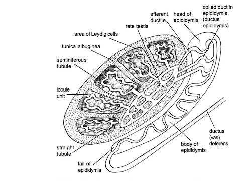 Male Reproductive System