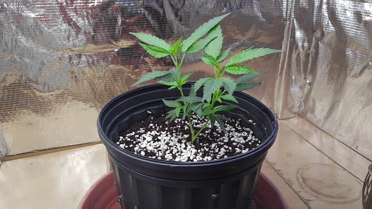 Death Star clone week 3 in coco. Cyco nutrients.