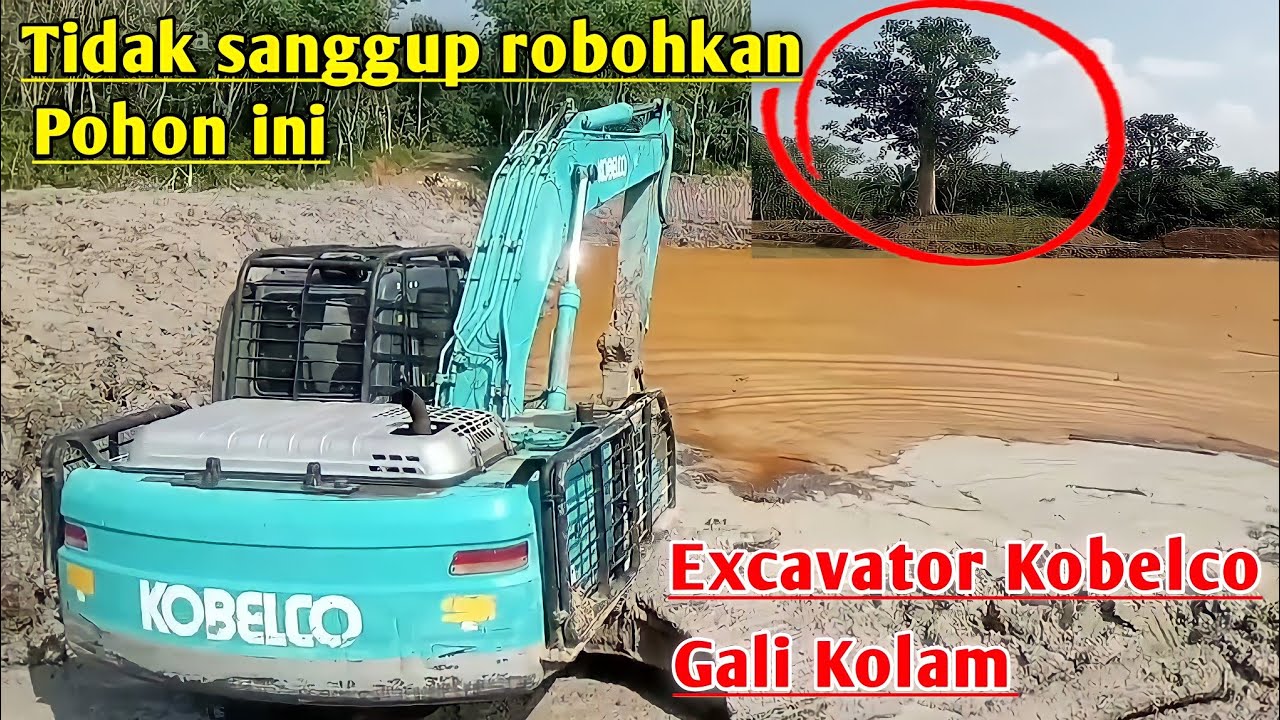 proses pembuatan kolam ikan nila di rawa siluman || Excavator gali kolam