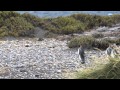 Mythique Patagonie: Pumas, Baleines et Manchots royaux
