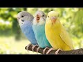 Всё о птицах 'Волнистый попугай'