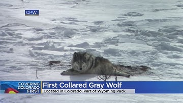 4-Year-Old Gray Wolf Collared After Being Tracked In Colorado