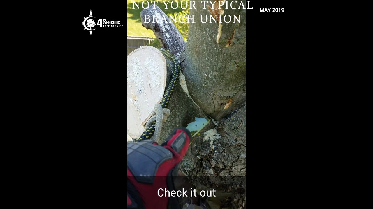 NOT YOUR TYPICAL BRANCH UNION (Included Bark)