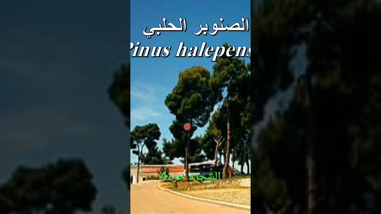 الشجرة جزء4