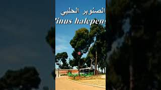 الشجرة جزء4