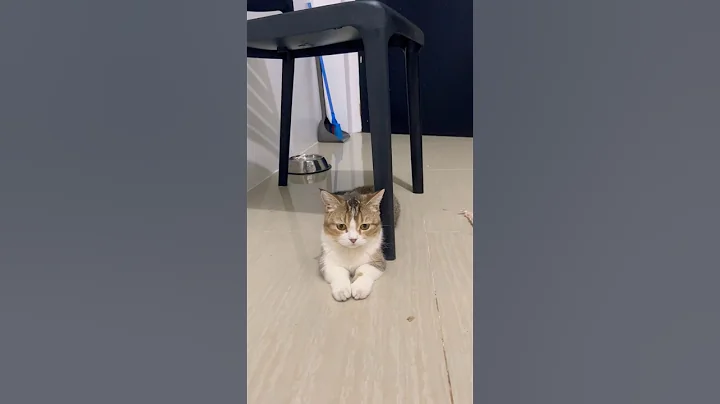 Video 2295601: munchkin catlover kitten cute, munchkin cute kittens cat, munchkin kitten kucing, adorable munchkin kitten, cat kitten cutecat pets, adorablecats animals straycats cutecat