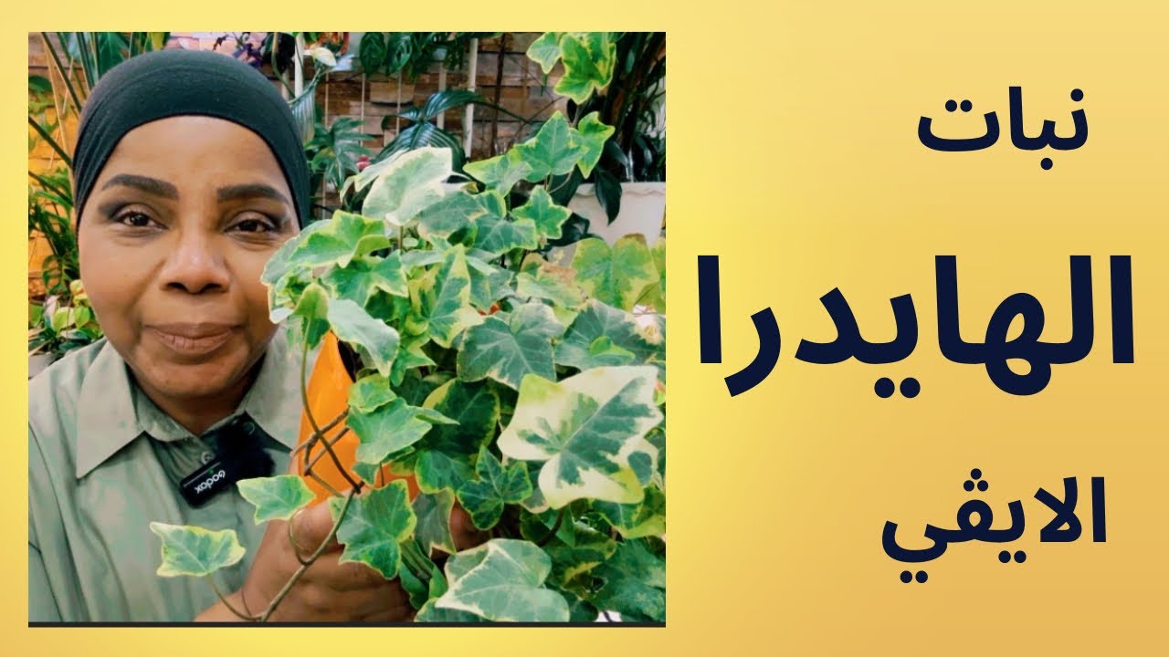 كيف العناية والاهتمام نبات الهايدرا آيڤي والاكثار ؟