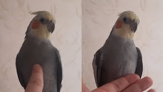 Energetic day of cockatiel birds ❤